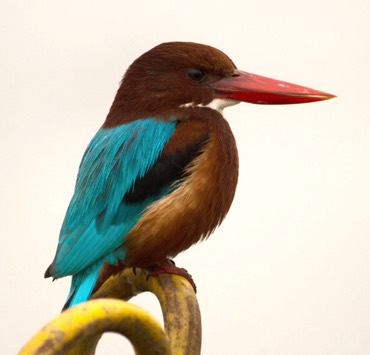 White throated Kingfisher